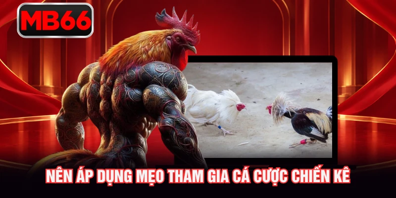 Nên áp dụng mẹo tham gia cá cược chiến kê Nên áp dụng mẹo tham gia cá cược chiến kê
